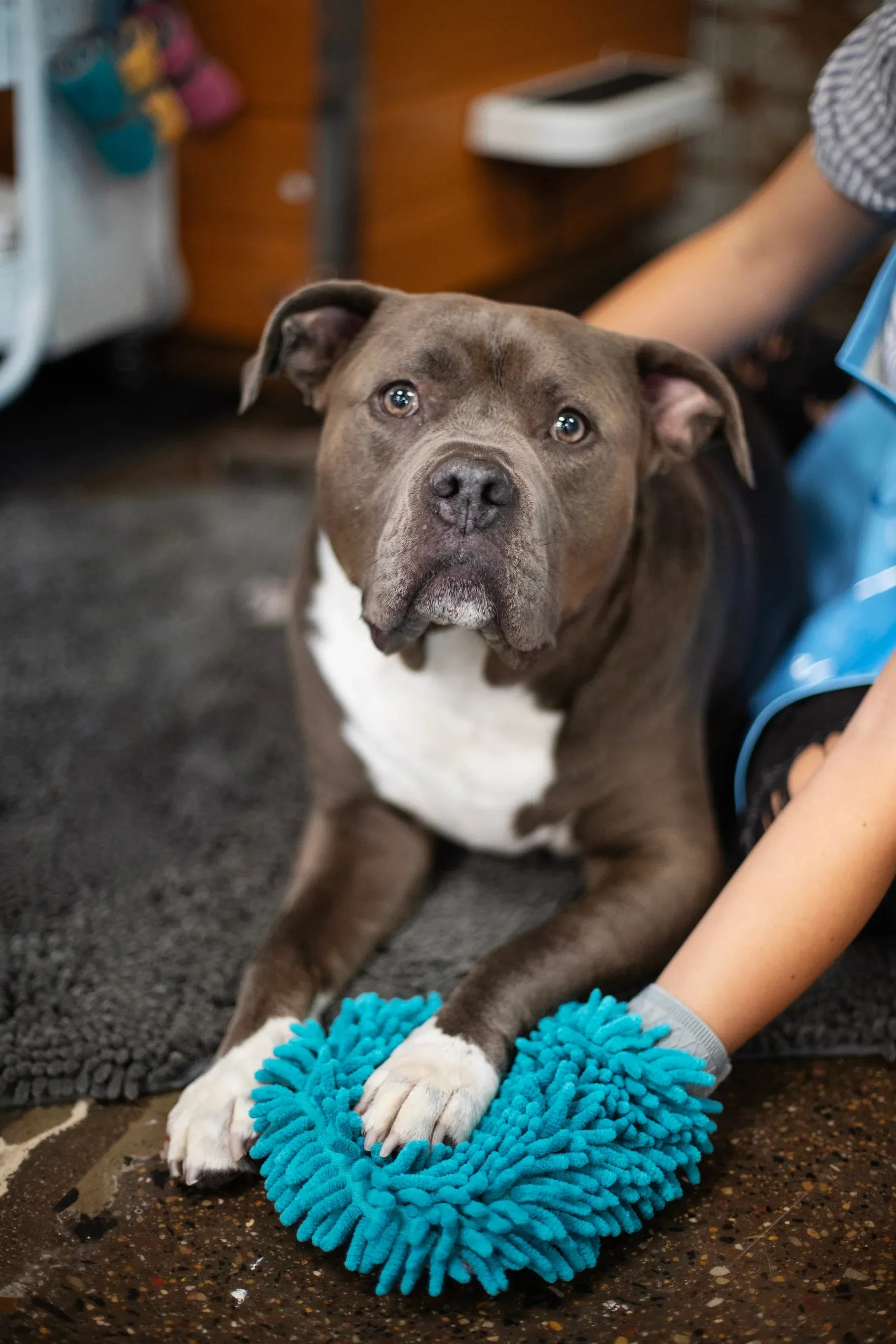 Microfiber Chenille Dog Grooming Mitt, Paw Cleaner